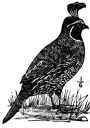 quail