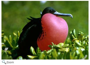 Magnificent Frigatebird