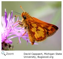 Peck's Skipper