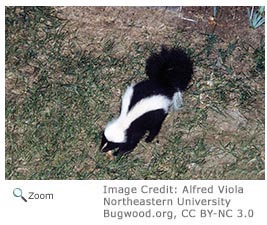 Striped Skunk