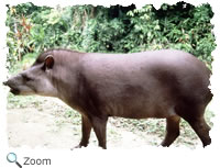 Baird's tapir